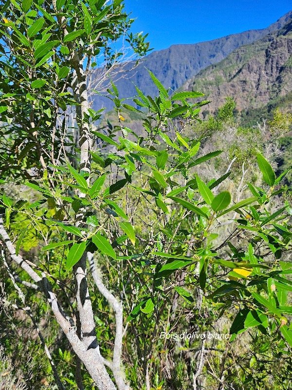  Olea lancea Bois d'olive blanc Ole aceae Indigène La Réunion 50.jpeg