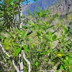  Olea lancea Bois d'olive blanc Ole aceae Indigène La Réunion 50.jpeg