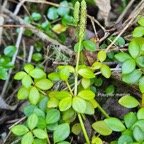  Peperomia tetraphylla Pourpier marron  Piperaceae Indigène La Réunion 15.jpeg
