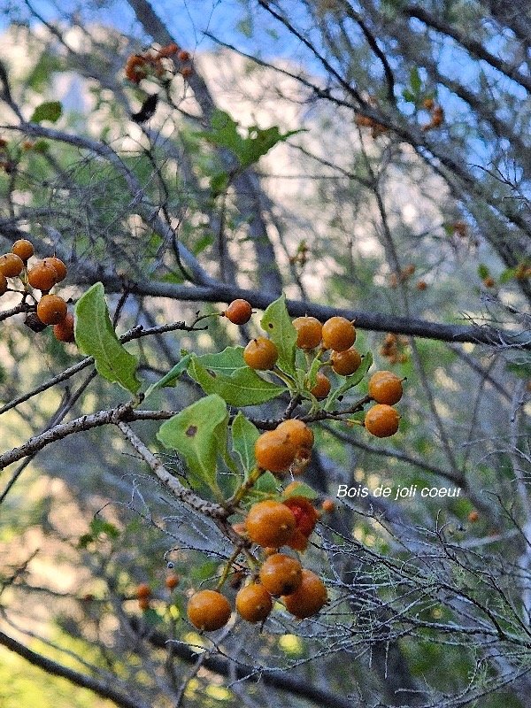  PIttosporum senacia Bois de joli coeur Pi ttosporaceae Indigène La Réunion 36.jpeg