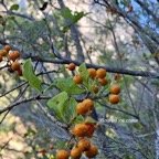  PIttosporum senacia Bois de joli coeur Pi ttosporaceae Indigène La Réunion 36.jpeg