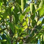  Pleurostylia pachyphloea Bois d'olive gros pe au Celastraceae Endémique La Réunion 21.jpeg