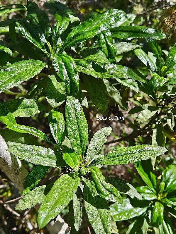  Psiadia dentata Bois collant Aster aceae Endémique La Réunion 52.jpeg