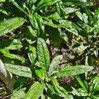 Psiadia dentata Bois collant Aster aceae Endémique La Réunion 52.jpeg