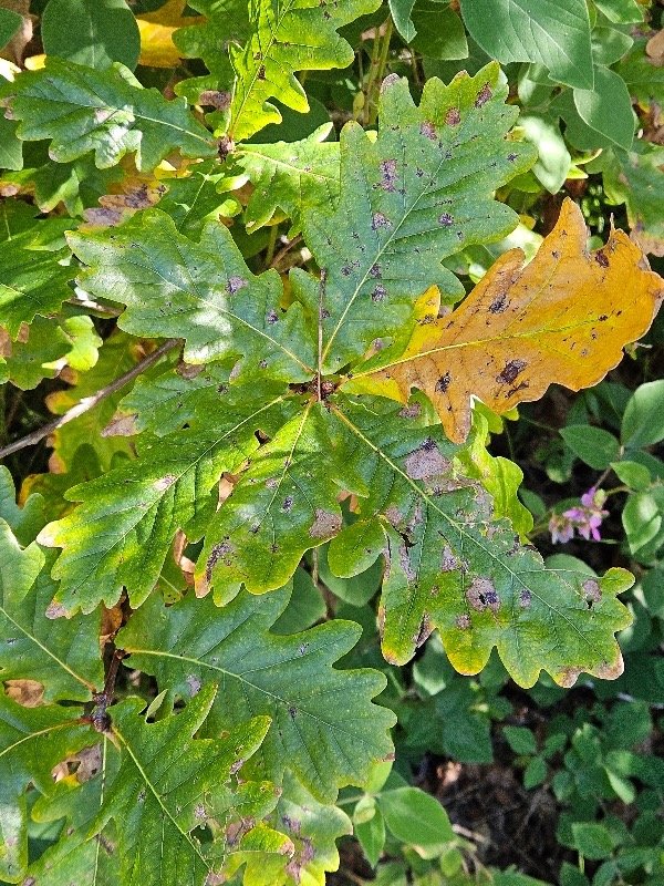  Quercus robur Chêne pédonculé Fagaceae Envahissant seulement en milieu perturbé 35.jpeg
