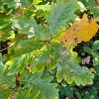  Quercus robur Chêne pédonculé Fagaceae Envahissant seulement en milieu perturbé 35.jpeg