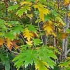  Quercus rubra  Chêne  rouge d'Amérique Fagaceae Cultivé 32.jpeg