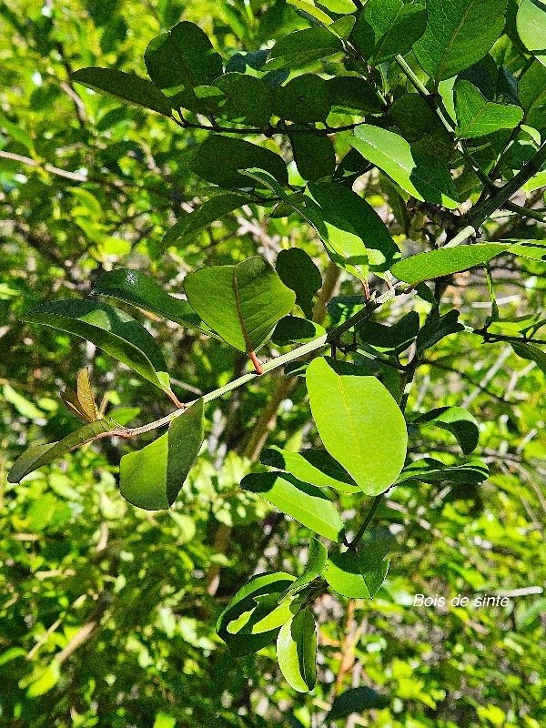  Scutia myrtina Bois de sinte Rhamn aceae Indigène La Réunion 23.jpeg