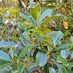  Sideroxylon borbonicum Bois de fer ba?tar d Sapotaceae Endémique La Réunion 13.jpeg