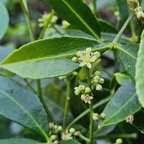  Toddalia asiatica Liane patte poule  Rutaceae Indigène La Réunion 27.jpeg