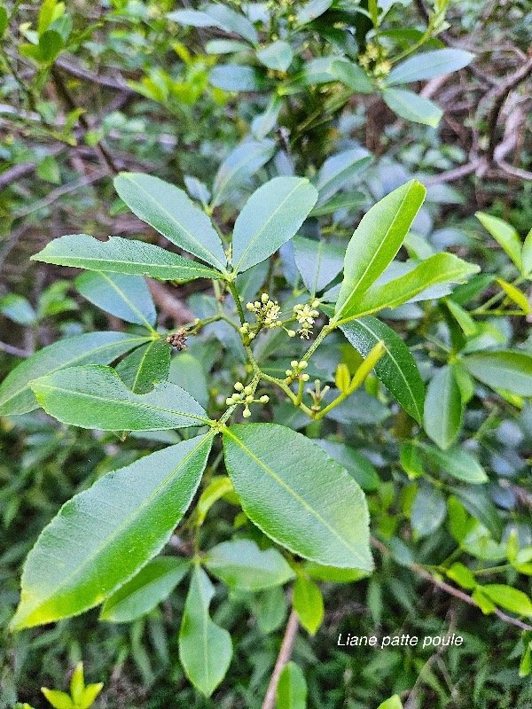  Toddalia asiatica Liane patte poule  Rutaceae Indigène La Réunion 7.jpeg