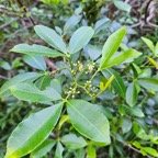  Toddalia asiatica Liane patte poule  Rutaceae Indigène La Réunion 7.jpeg