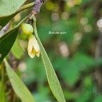  Turraea sp. Bois de quivi  Meliaceae  Endémique La Réunion, Maurice 06.jpeg
