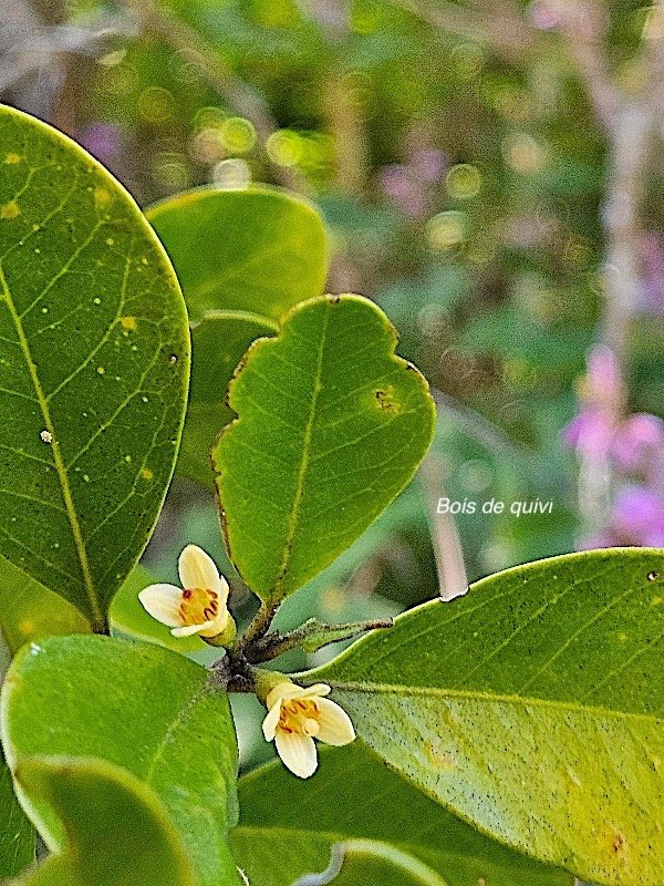  Turraea sp. Bois de quivi  Meliaceae  Endémique La Réunion, Maurice 44.jpeg