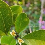  Turraea sp. Bois de quivi  Meliaceae  Endémique La Réunion, Maurice 44.jpeg
