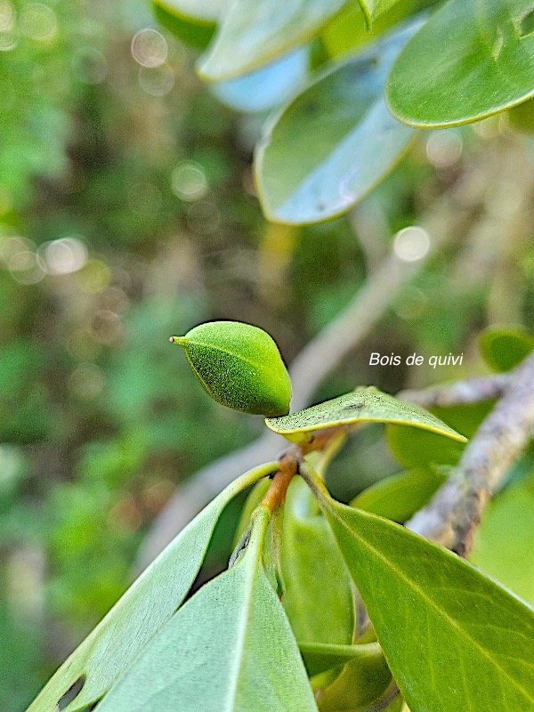  Turraea sp. Bois de quivi Meliaceae E ndémique La Réunion, Maurice 16.jpeg