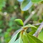  Turraea sp. Bois de quivi Meliaceae E ndémique La Réunion, Maurice 16.jpeg