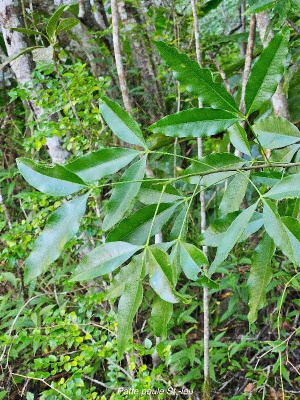  Vepris lanceolata Patte poule St-Leu  Rutaceae Indigène La Réunion 6.jpeg