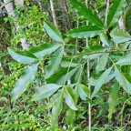  Vepris lanceolata Patte poule St-Leu  Rutaceae Indigène La Réunion 6.jpeg