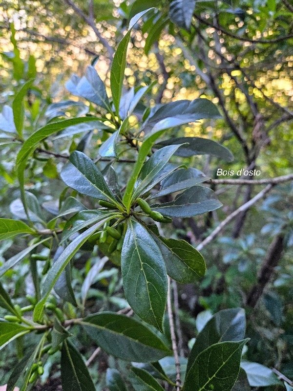 Antirhea borbonica Bois d'osto Rubiaceae Indigène La Réunion 20.jpeg
