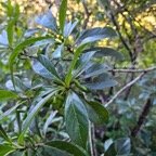 Antirhea borbonica Bois d'osto Rubiaceae Indigène La Réunion 20.jpeg