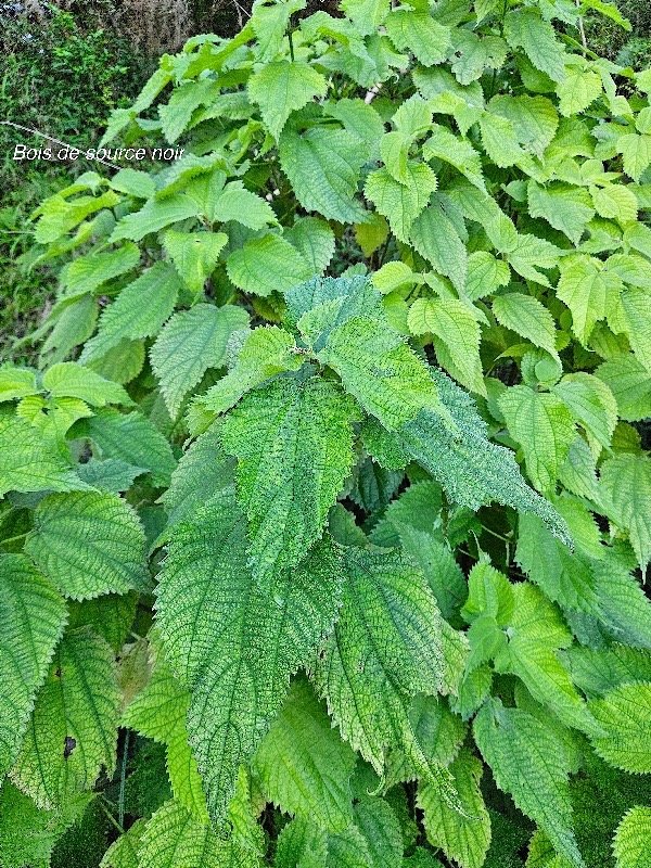 Boehmeria macrophylla Bois de source  noir Urticaceae Cryptogène ?54.jpeg