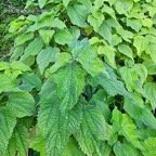 Boehmeria macrophylla Bois de source  noir Urticaceae Cryptogène ?54.jpeg