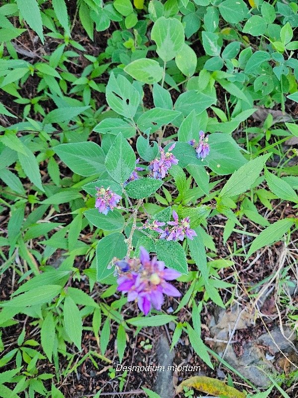 Desmodium intortum Fabaceae E E 7.jpeg