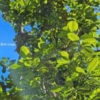 Elaeodendron orientale Bois rouge Celas traceae Endémique Mascareignes 48.jpeg