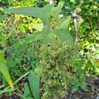 Rumex abyssinicus Oseille sauvage P olygonaceae Amphinaturalisé 30.jpeg