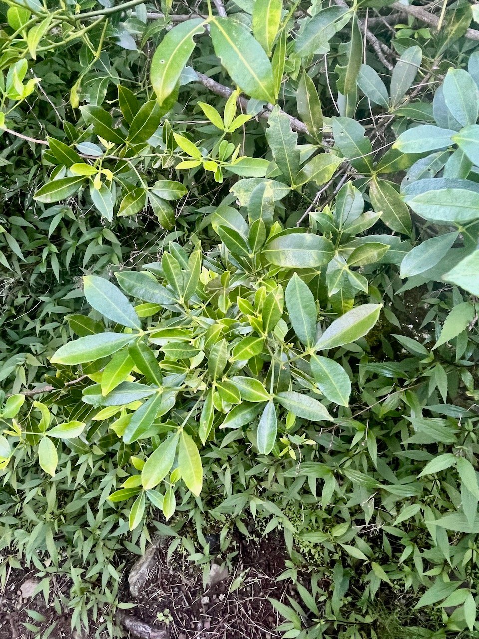 1.  Toddalia asiatica Liane patte poule  Rutaceae Indigène La Réunion