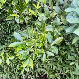 1.  Toddalia asiatica Liane patte poule  Rutaceae Indigène La Réunion