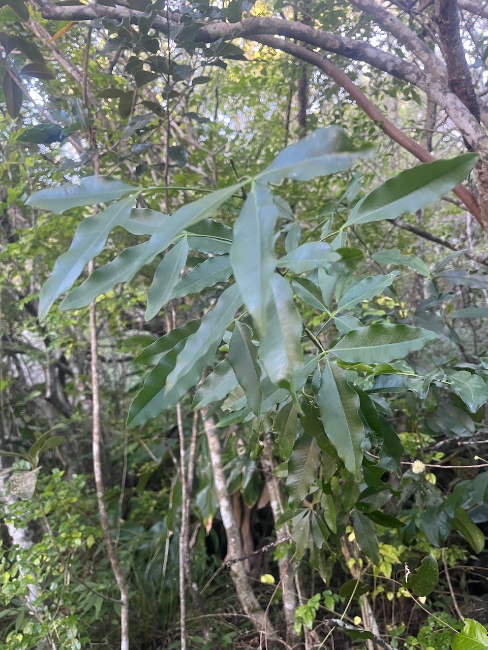 2. Vepris lanceolata Patte poule St-Leu  Rutaceae Indigène La Réunion