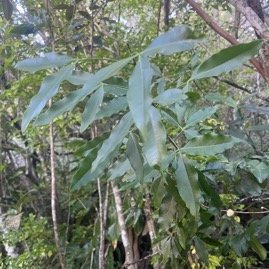 2. Vepris lanceolata Patte poule St-Leu  Rutaceae Indigène La Réunion