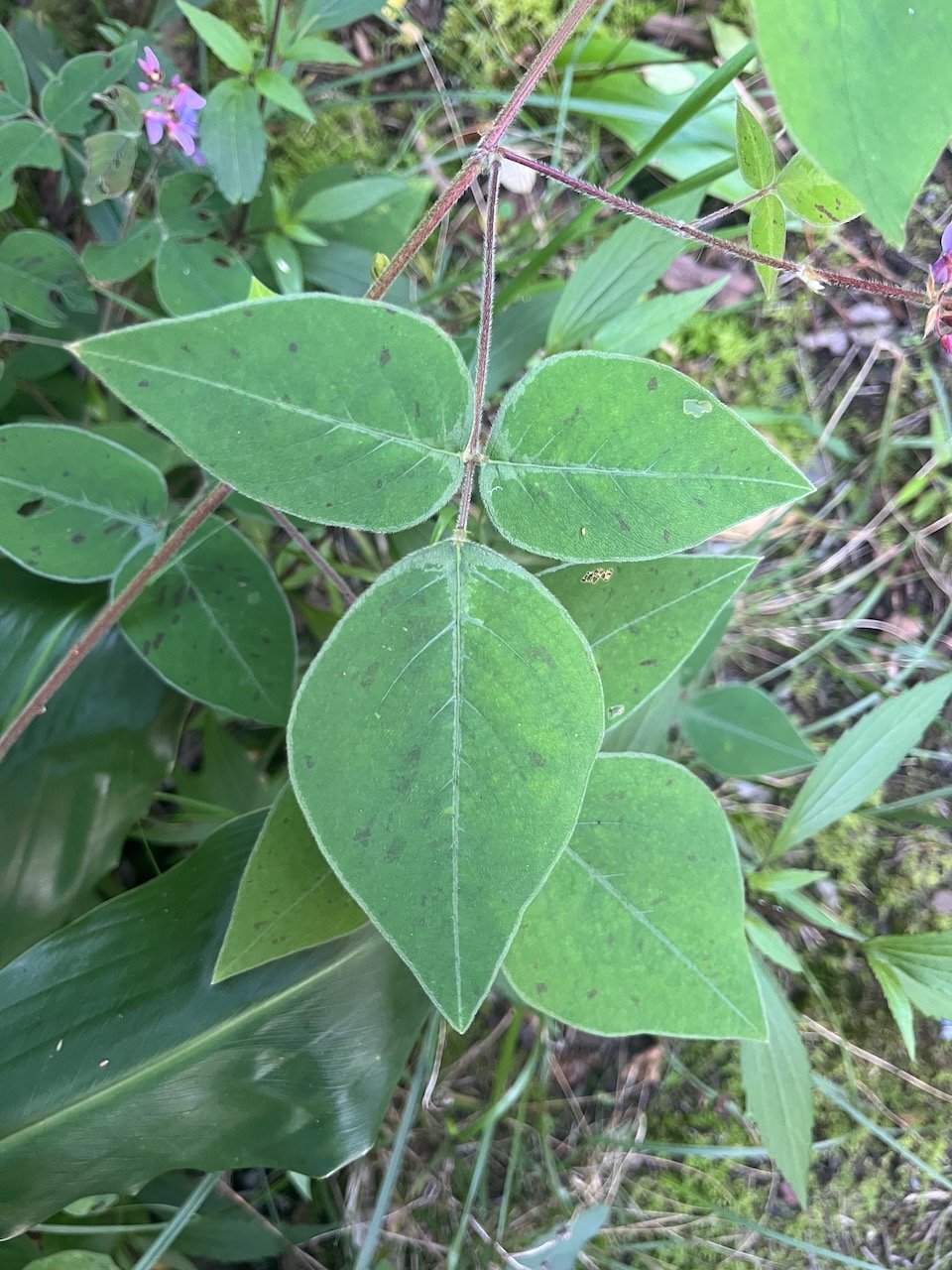 3. 50% Plantnet Desmodium intortum