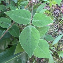 3. 50% Plantnet Desmodium intortum