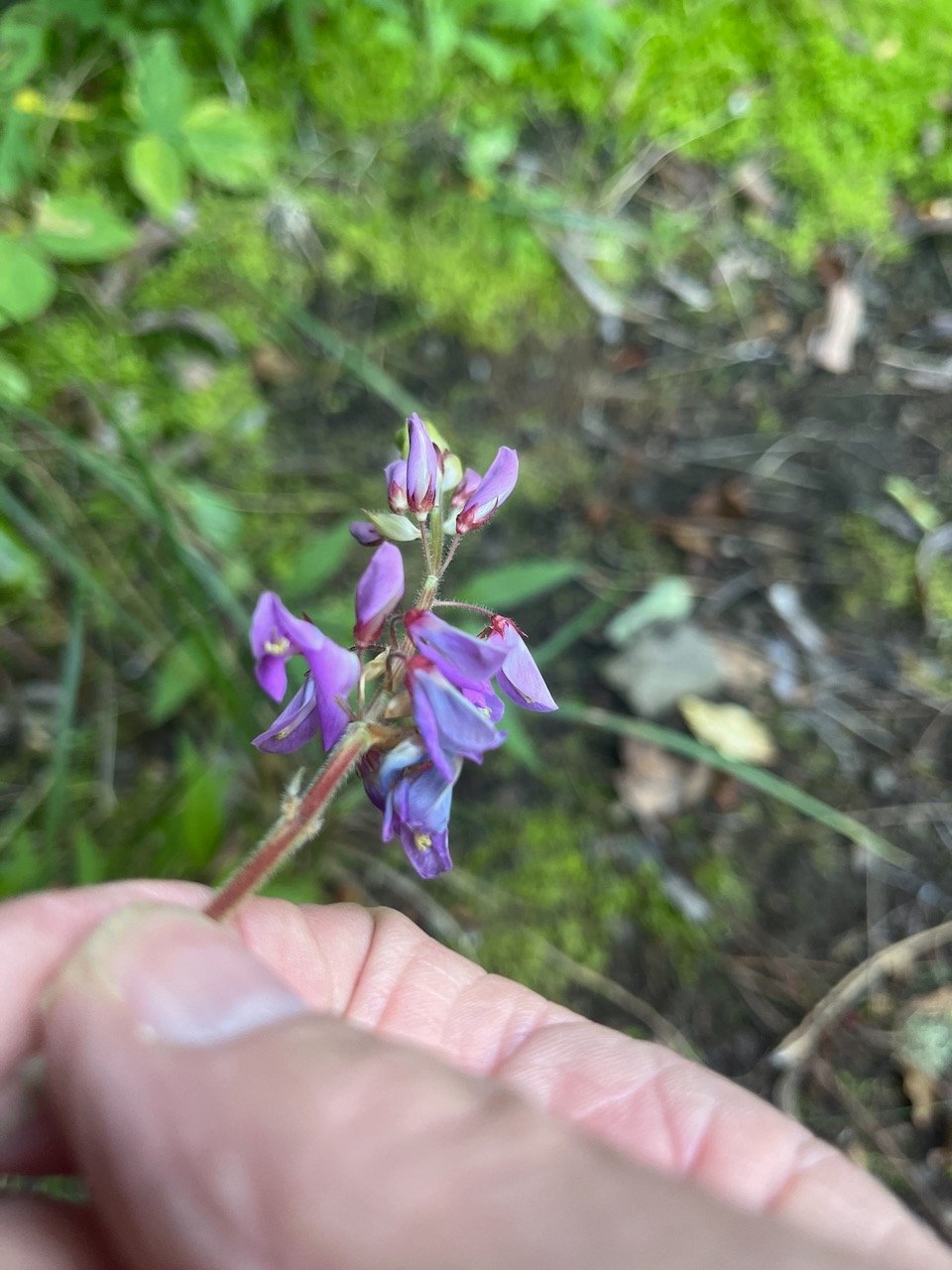 4. 50% Plantnet Desmodium intortum