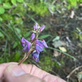 4. 50% Plantnet Desmodium intortum
