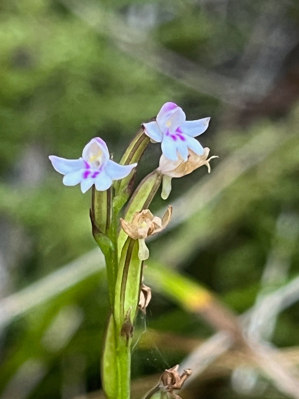 6. ??? Cynorkis frappieri