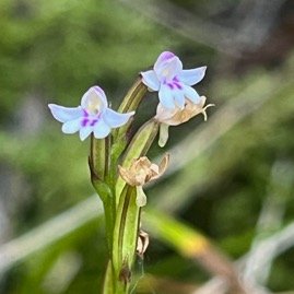 6. ??? Cynorkis frappieri