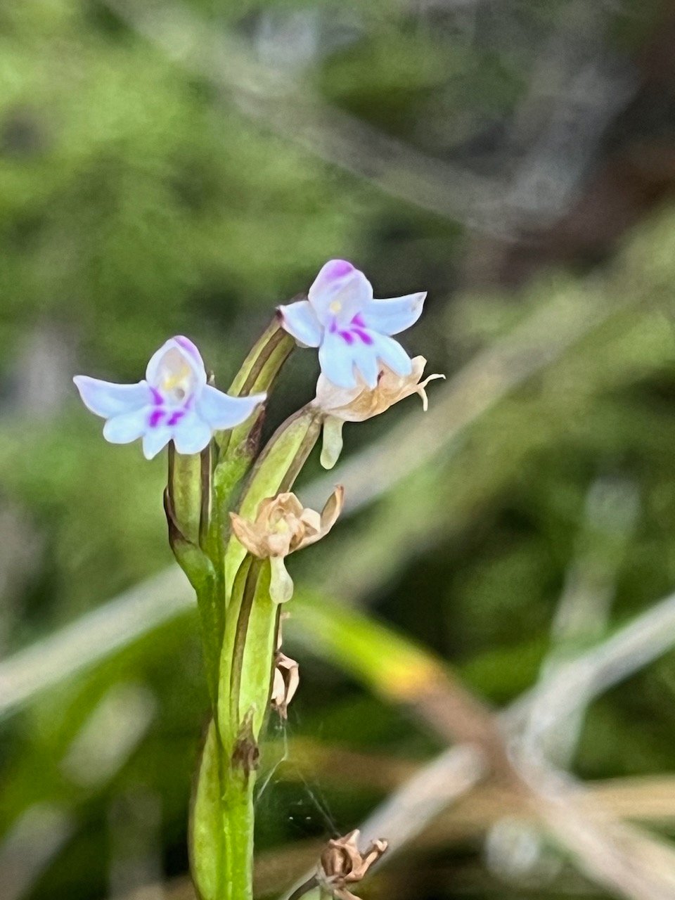 7. ??? Cynorkis frappieri