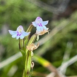 7. ??? Cynorkis frappieri
