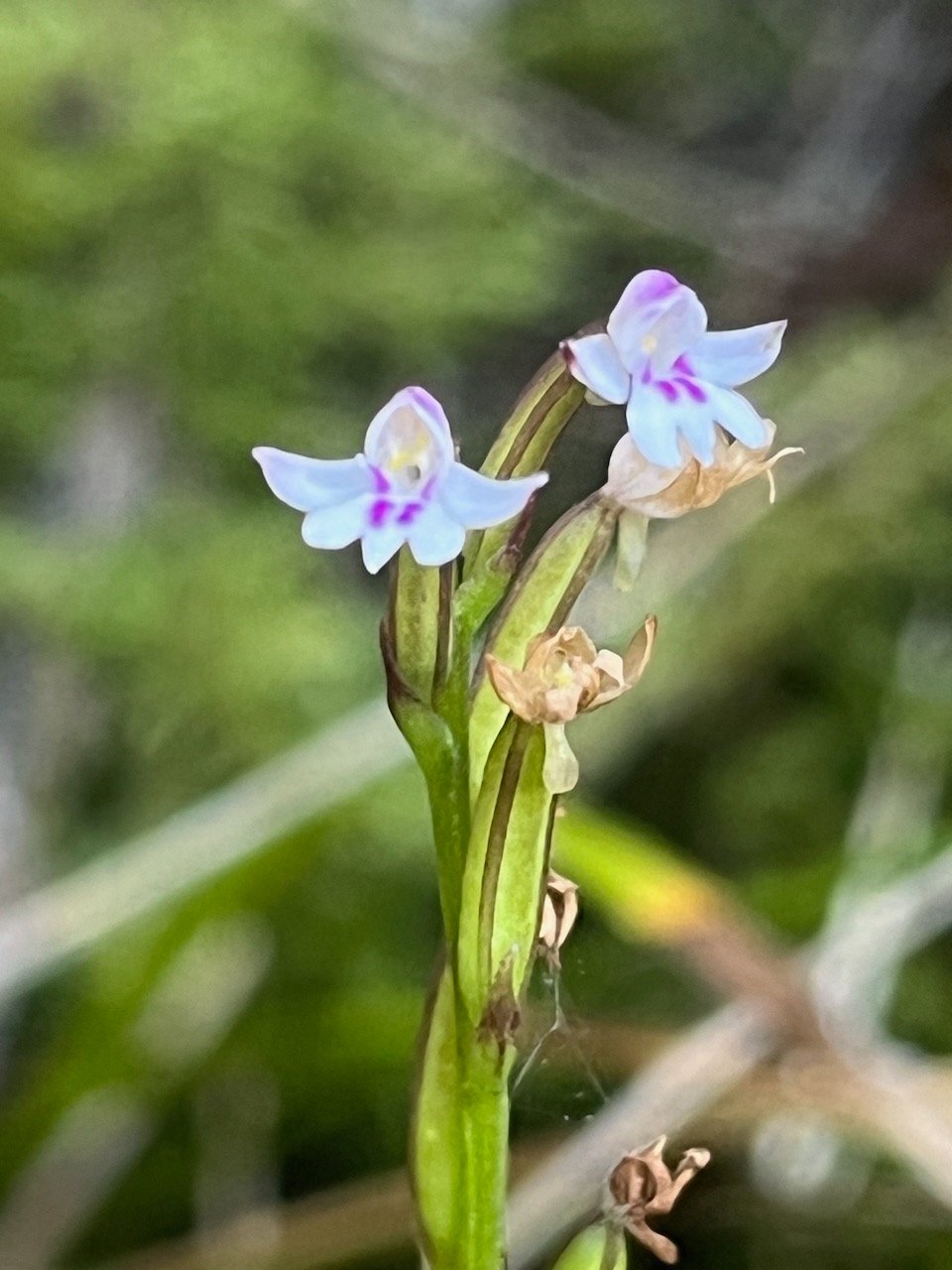 8.??? Cynorkis frappieri