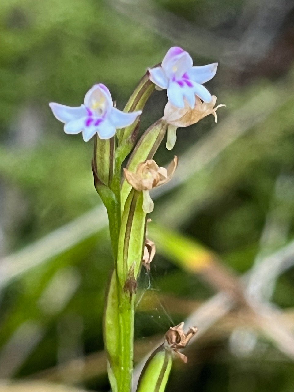 9. ??? Cynorkis  frappieri