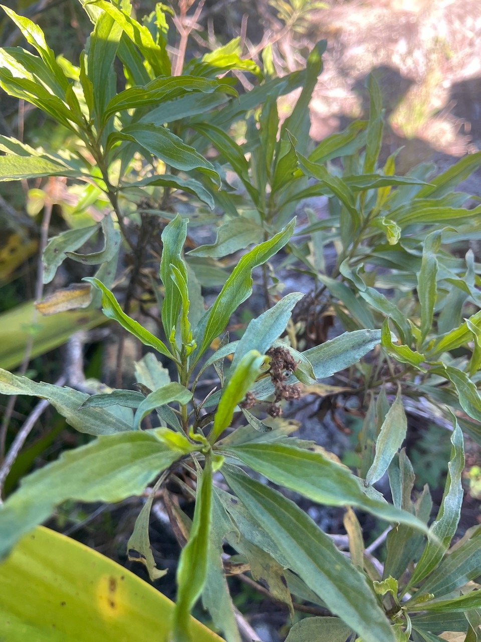 12. Psiadia dentata Bois collant Asteraceae Endémique La Réunion