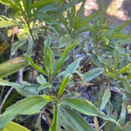 12. Psiadia dentata Bois collant Asteraceae Endémique La Réunion