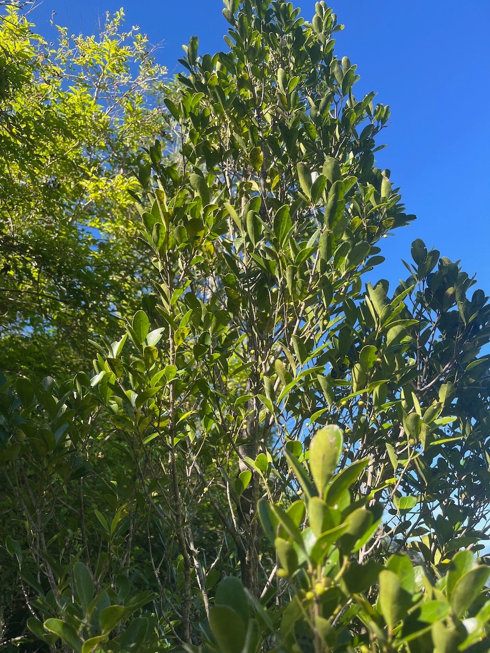 13. Pleurostylia pachyphloea Bois d'olive gros peau Celastraceae Endémique La Réunion