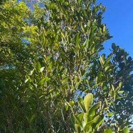 13. Pleurostylia pachyphloea Bois d'olive gros peau Celastraceae Endémique La Réunion