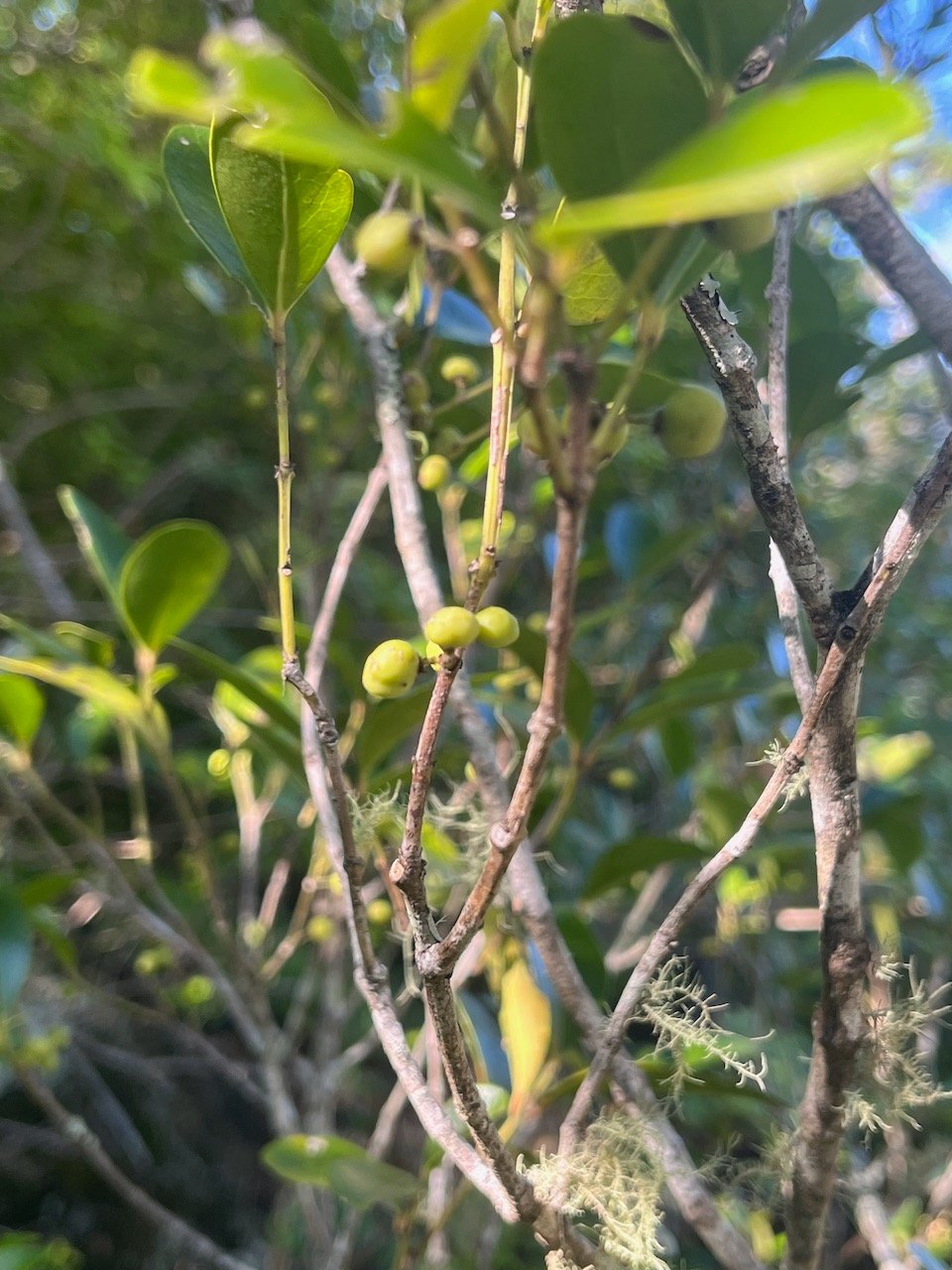 14. Fruits Pleurostylia pachyphloea Bois d'olive gros peau Celastraceae Endémique La Réunion