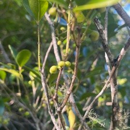 14. Fruits Pleurostylia pachyphloea Bois d'olive gros peau Celastraceae Endémique La Réunion